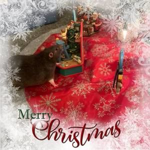 Meet your Posher, Dawn